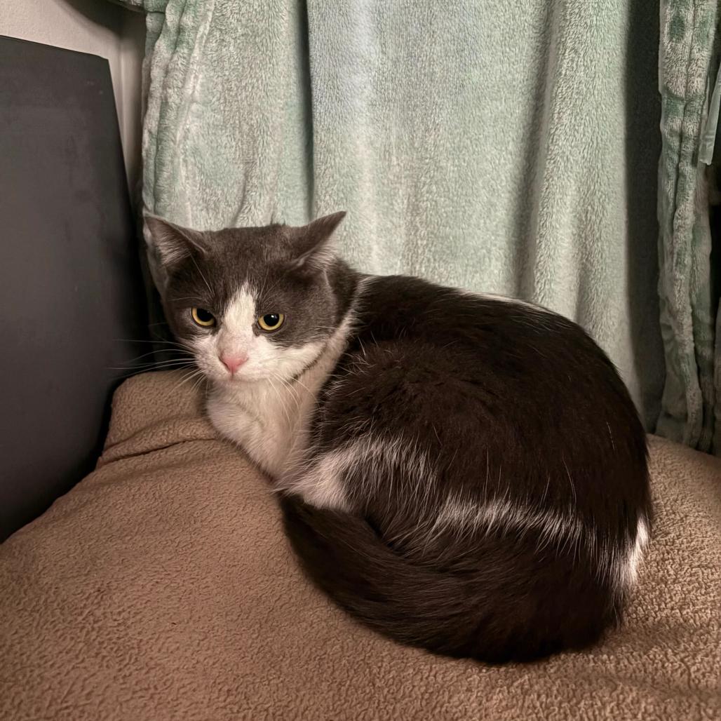 Precious, a Adoptable Domestic Short Hair in Evansville, IN image 3/3