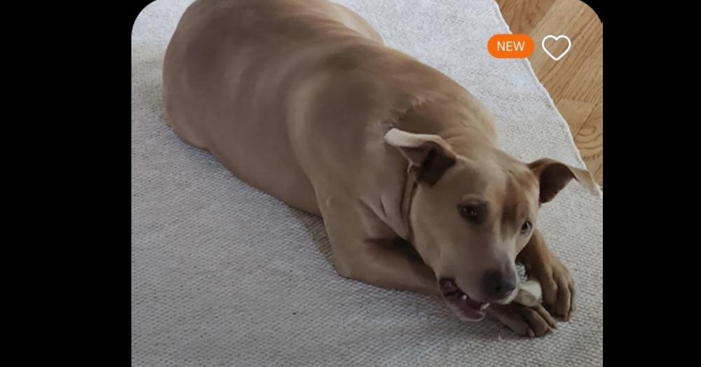 Momma, Adoptable, Adult Female Pit Bull Terrier.