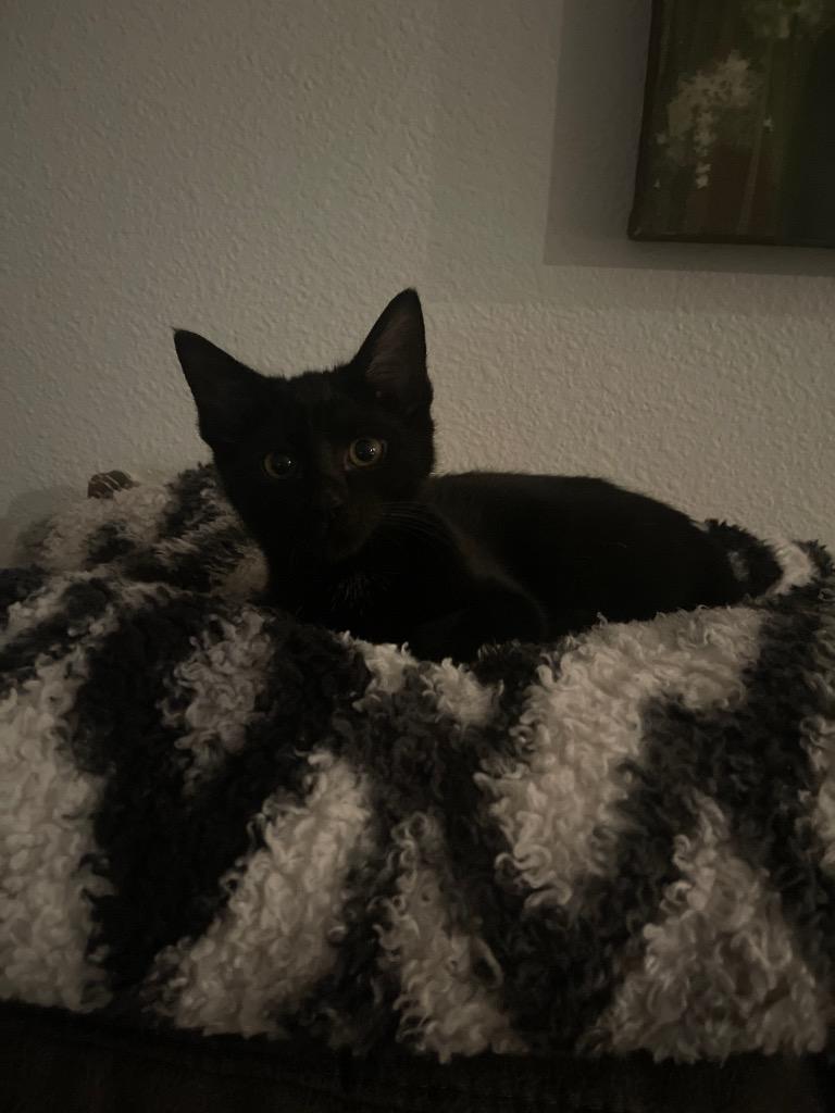 Amalia, Adoptable, Adult Female Domestic Short Hair.