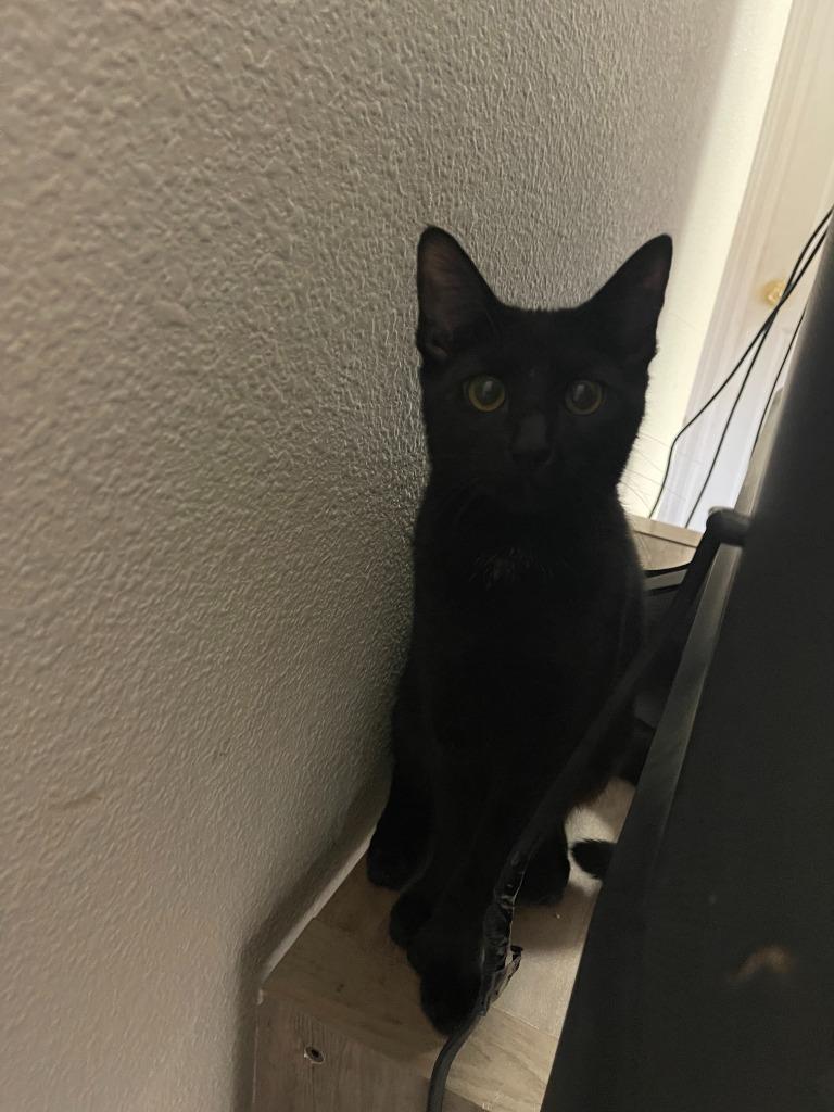 Enlarge Amalia, a Adoptable mixed breed in Palmer, AK image 2/5