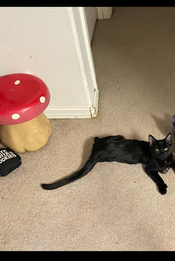 Enlarge Amalia, a Adoptable mixed breed in Palmer, AK image 3/5