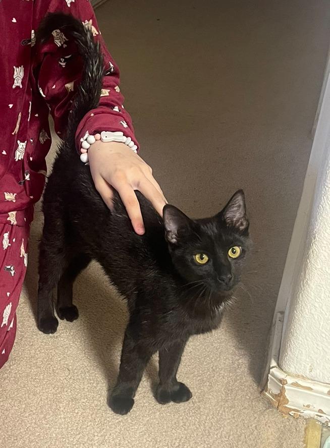 Enlarge Amalia, a Adoptable mixed breed in Palmer, AK image 4/5