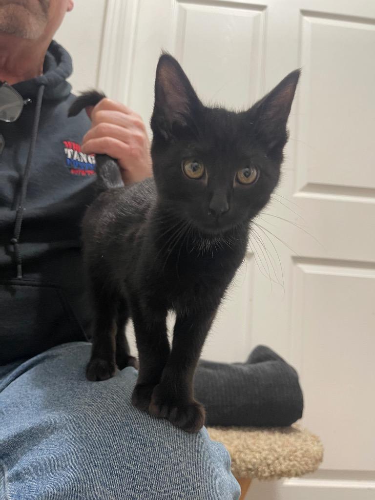 Enlarge Amalia, a Adoptable mixed breed in Palmer, AK image 5/5