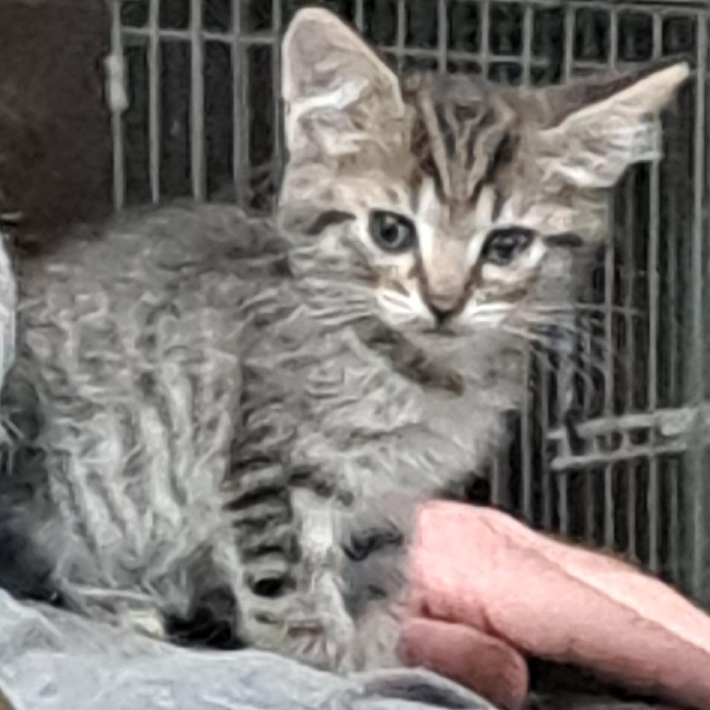 Squeak, Adoptable, Kitten Female Domestic Short Hair.