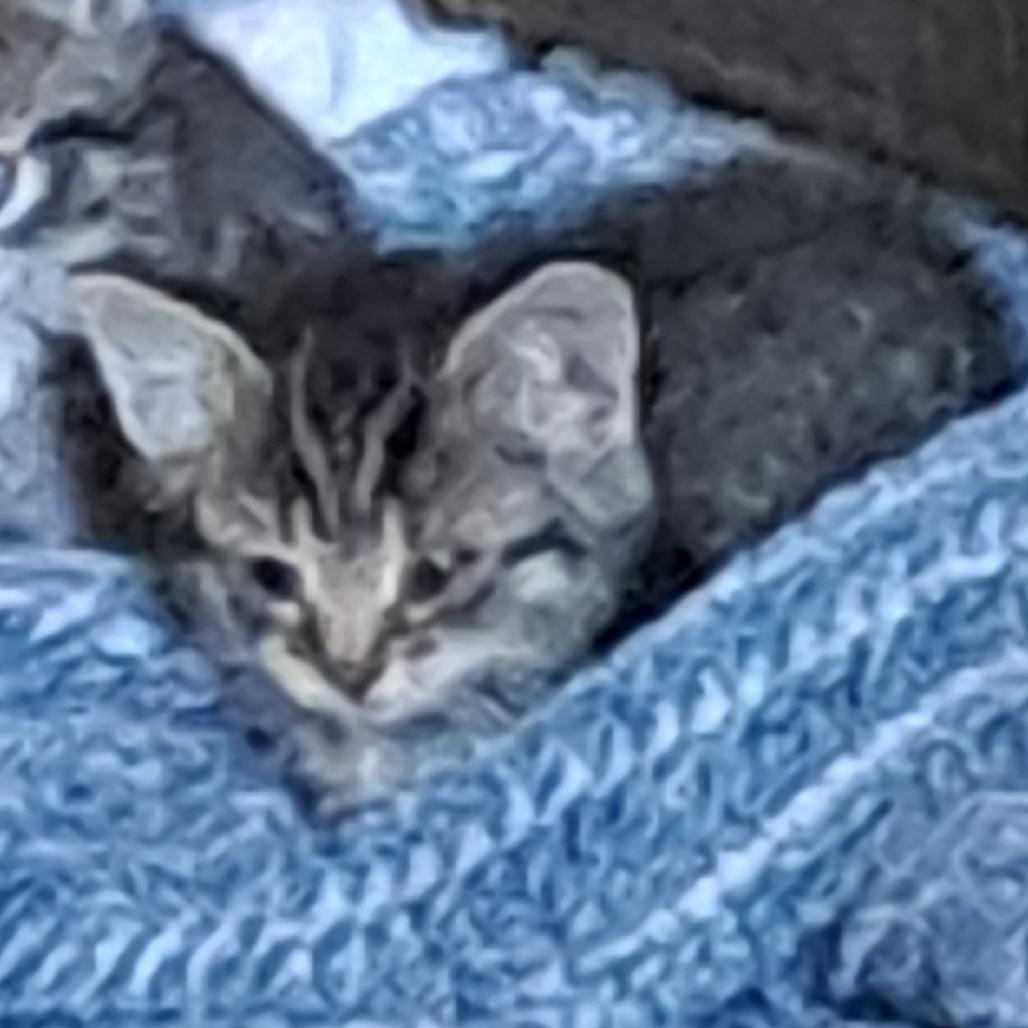 Squeak, a Adoptable Domestic Short Hair in Othello, WA image 2/2