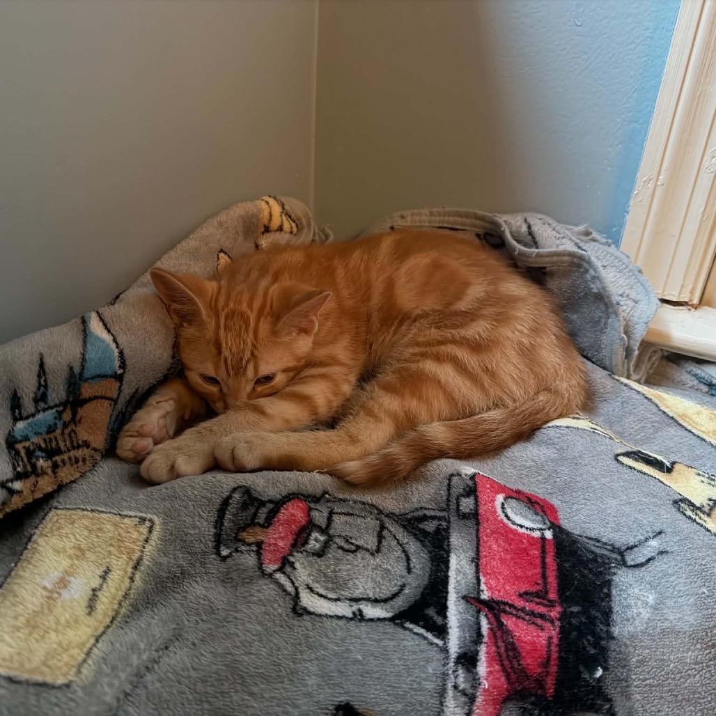 Enlarge Newt, a Adoptable Domestic Short Hair in Brevard, NC image 2/4