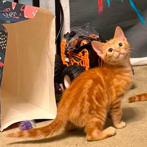 Enlarge Newt, a Adoptable Domestic Short Hair in Brevard, NC image 3/4