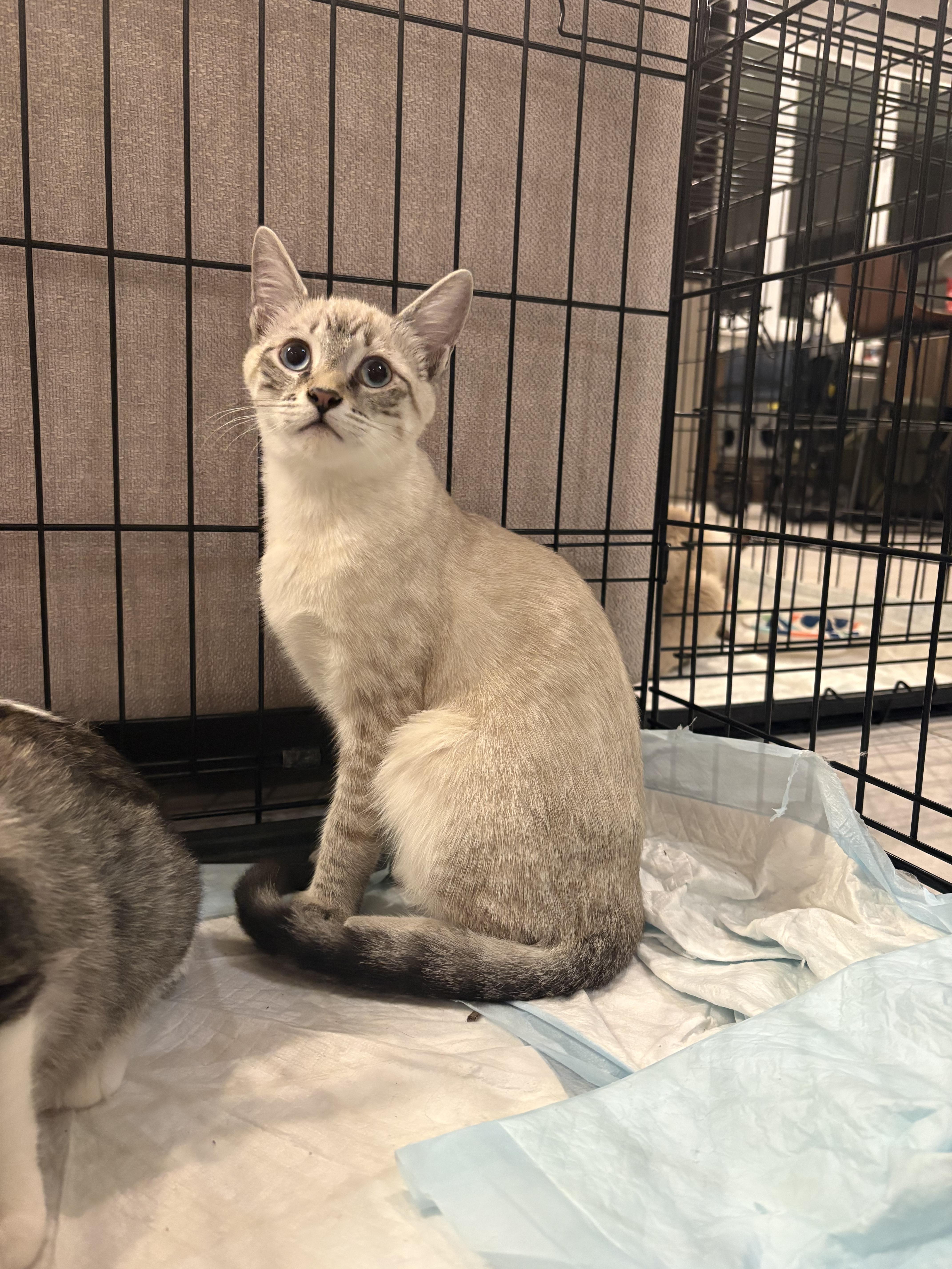 Morgan, an adopted Siamese in Maitland, FL image 1/2