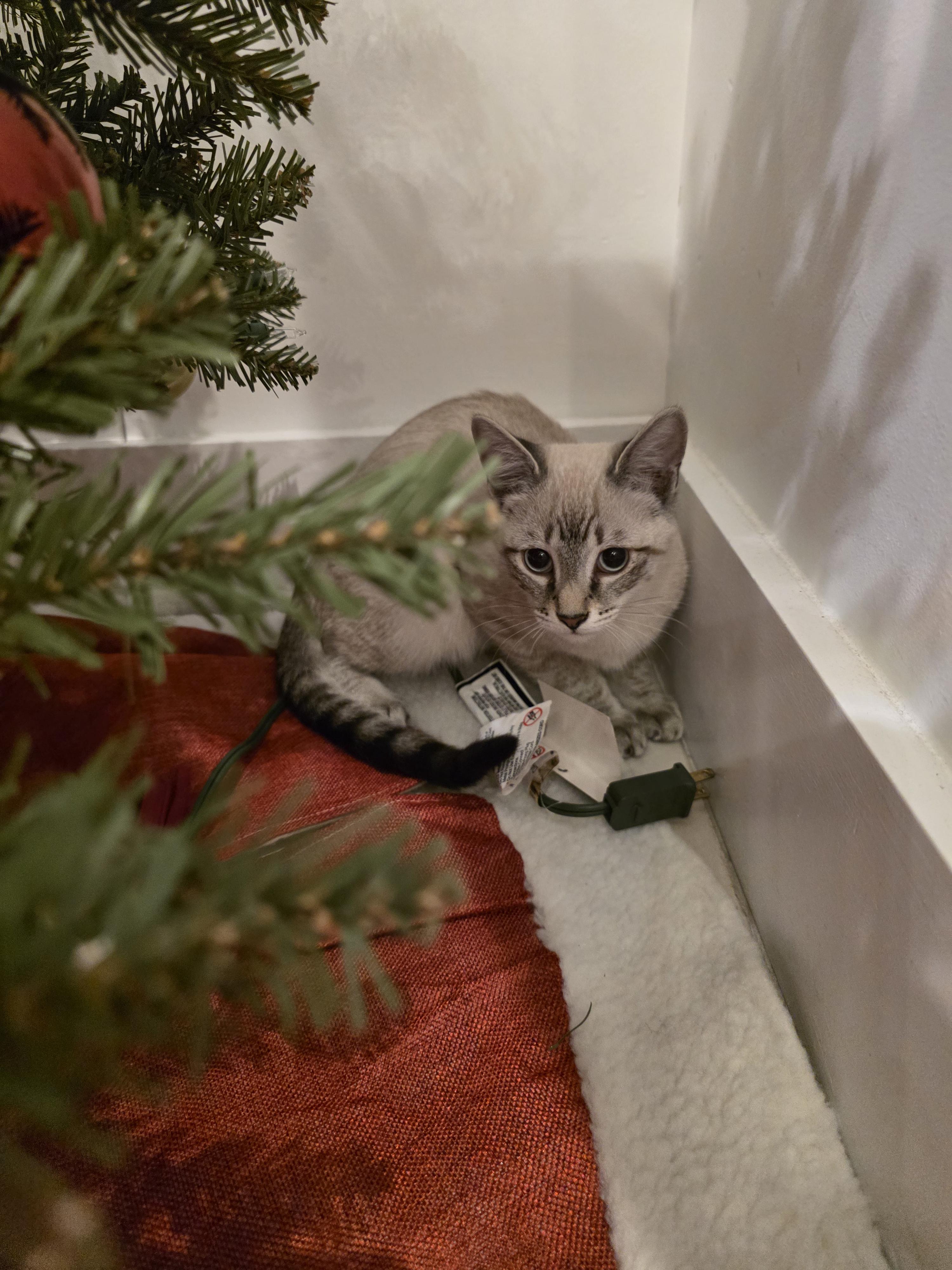 Morgan, an adopted Siamese in Maitland, FL image 2/2