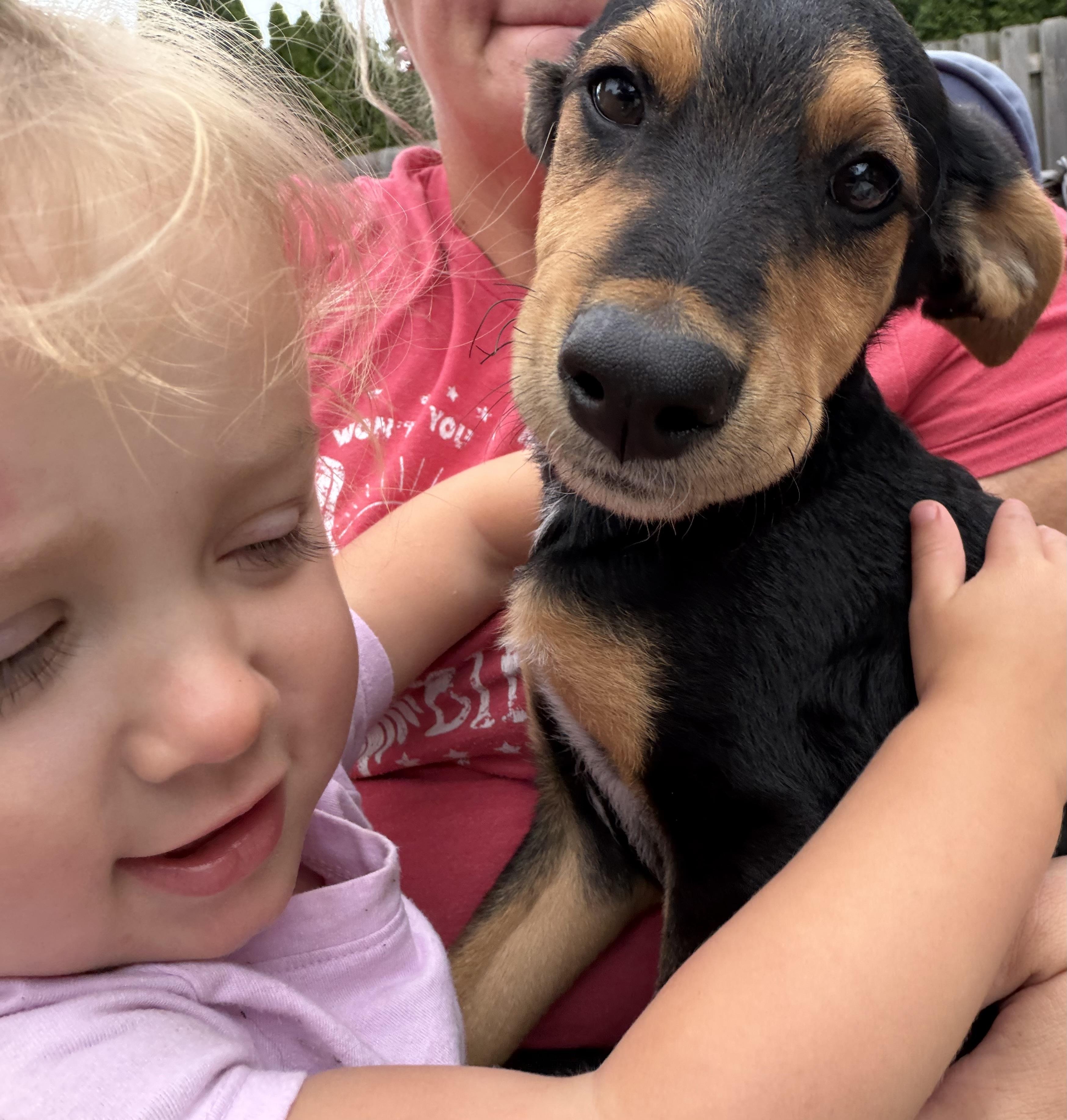 Enlarge Scout, a Adoptable mixed breed in St Clair Shores, MI image 3/5
