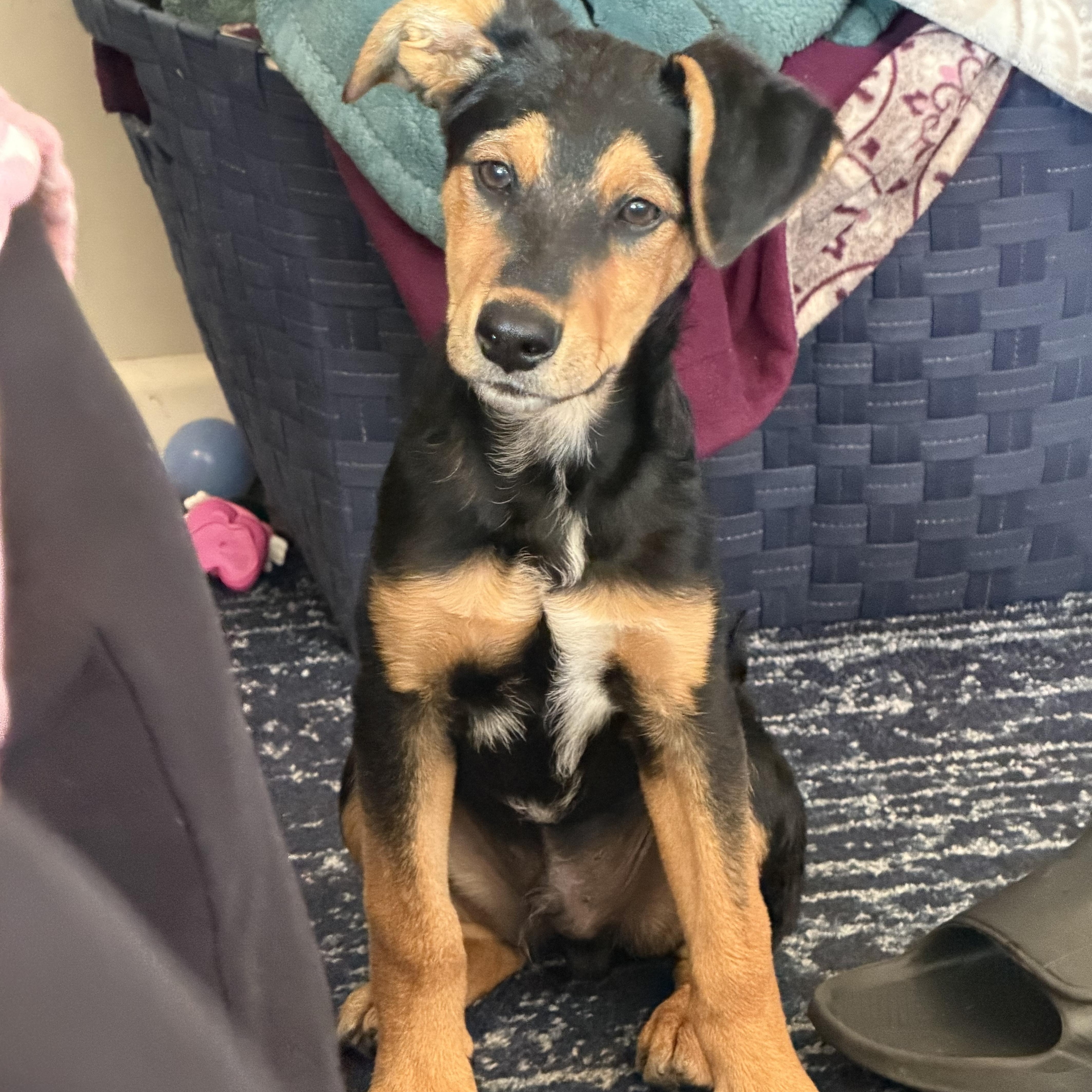 Enlarge Scout, a Adoptable mixed breed in St Clair Shores, MI image 1/5