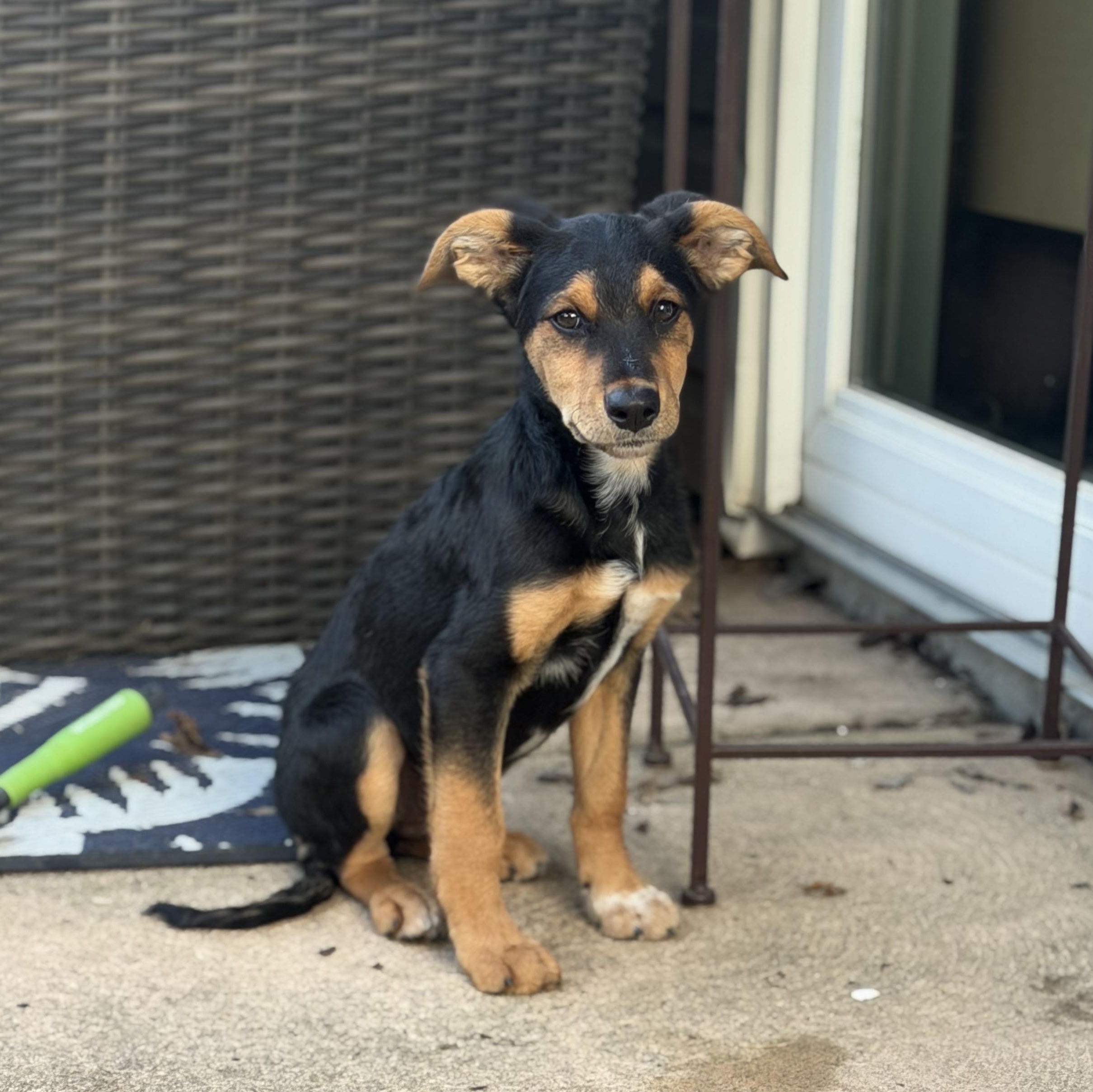 Enlarge Scout, a Adoptable mixed breed in St Clair Shores, MI image 2/5