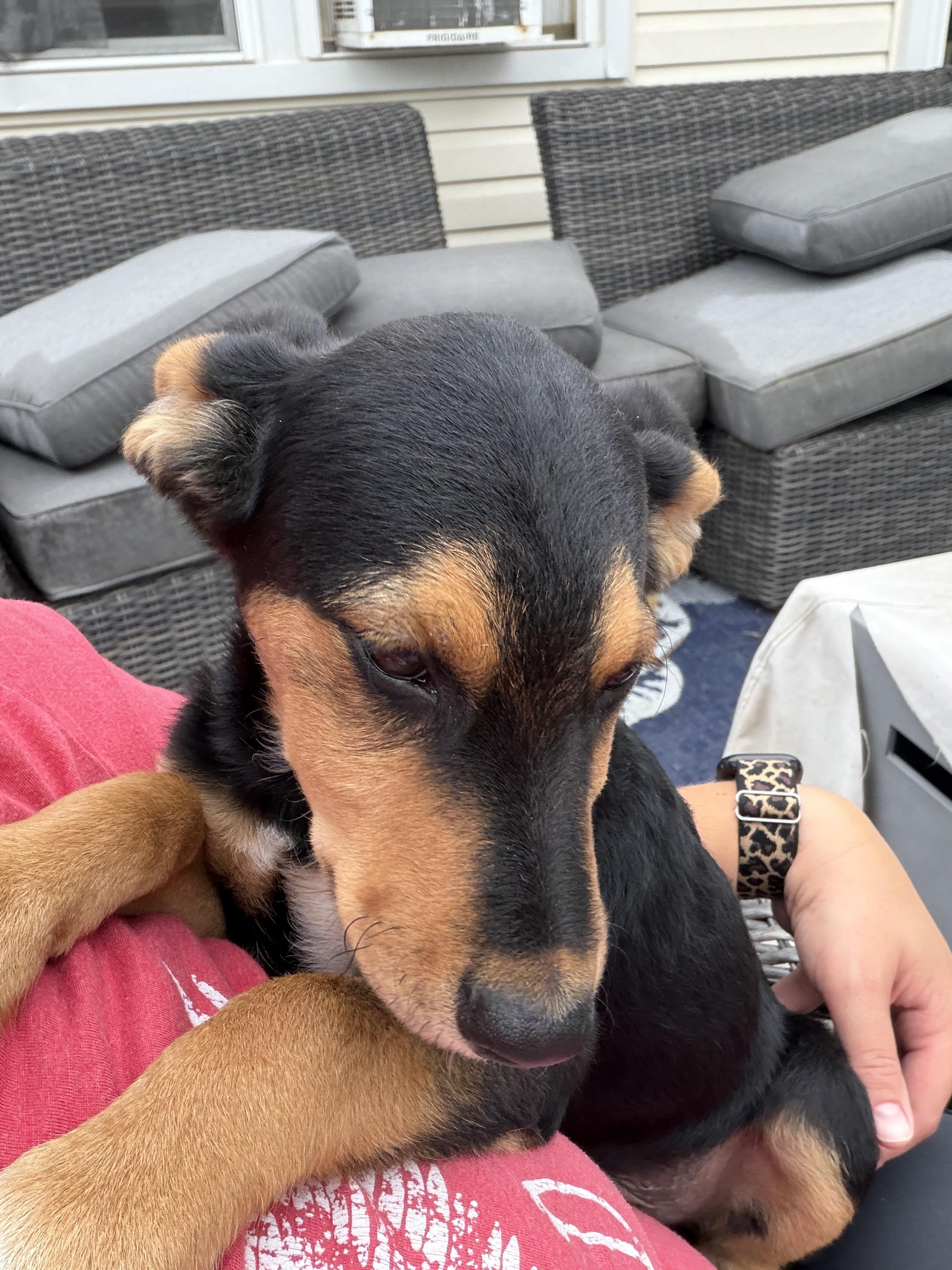 Enlarge Scout, a Adoptable mixed breed in St Clair Shores, MI image 4/5