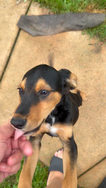 Enlarge Scout, a Adoptable mixed breed in St Clair Shores, MI video 5/5