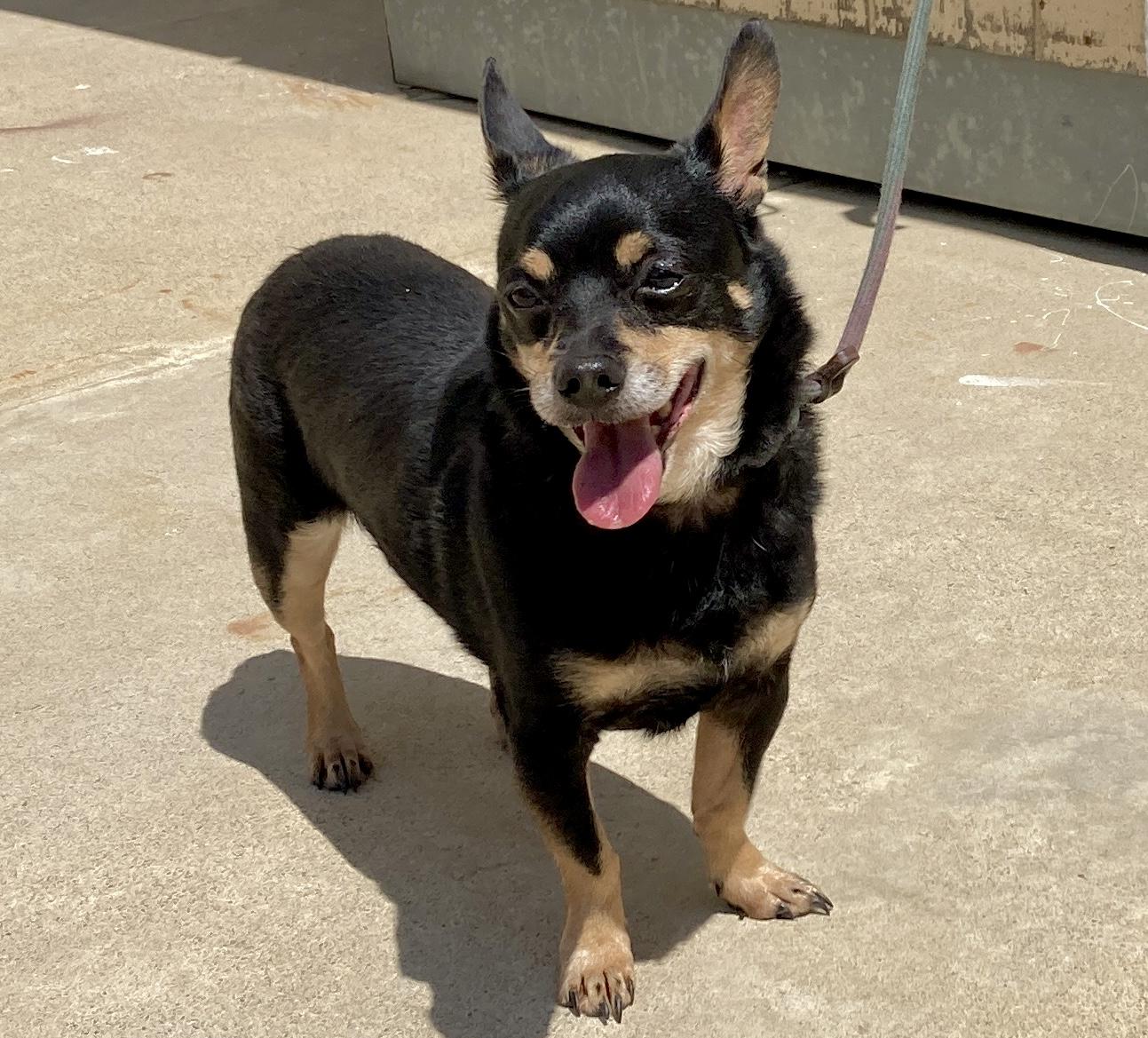 Enlarge Spike, a Adoptable mixed breed in Camp Pendleton, CA image 2/6