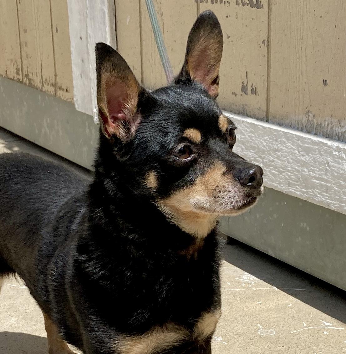 Enlarge Spike, a Adoptable mixed breed in Camp Pendleton, CA image 1/6
