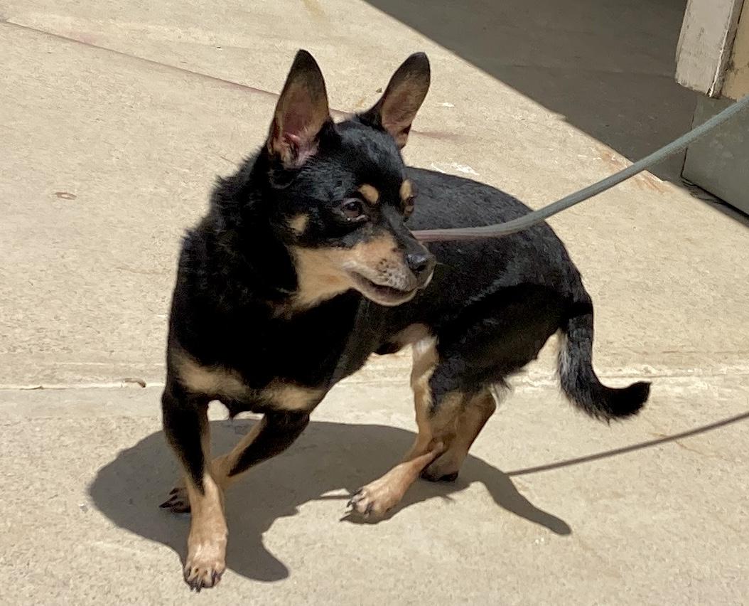 Enlarge Spike, a Adoptable mixed breed in Camp Pendleton, CA image 4/6