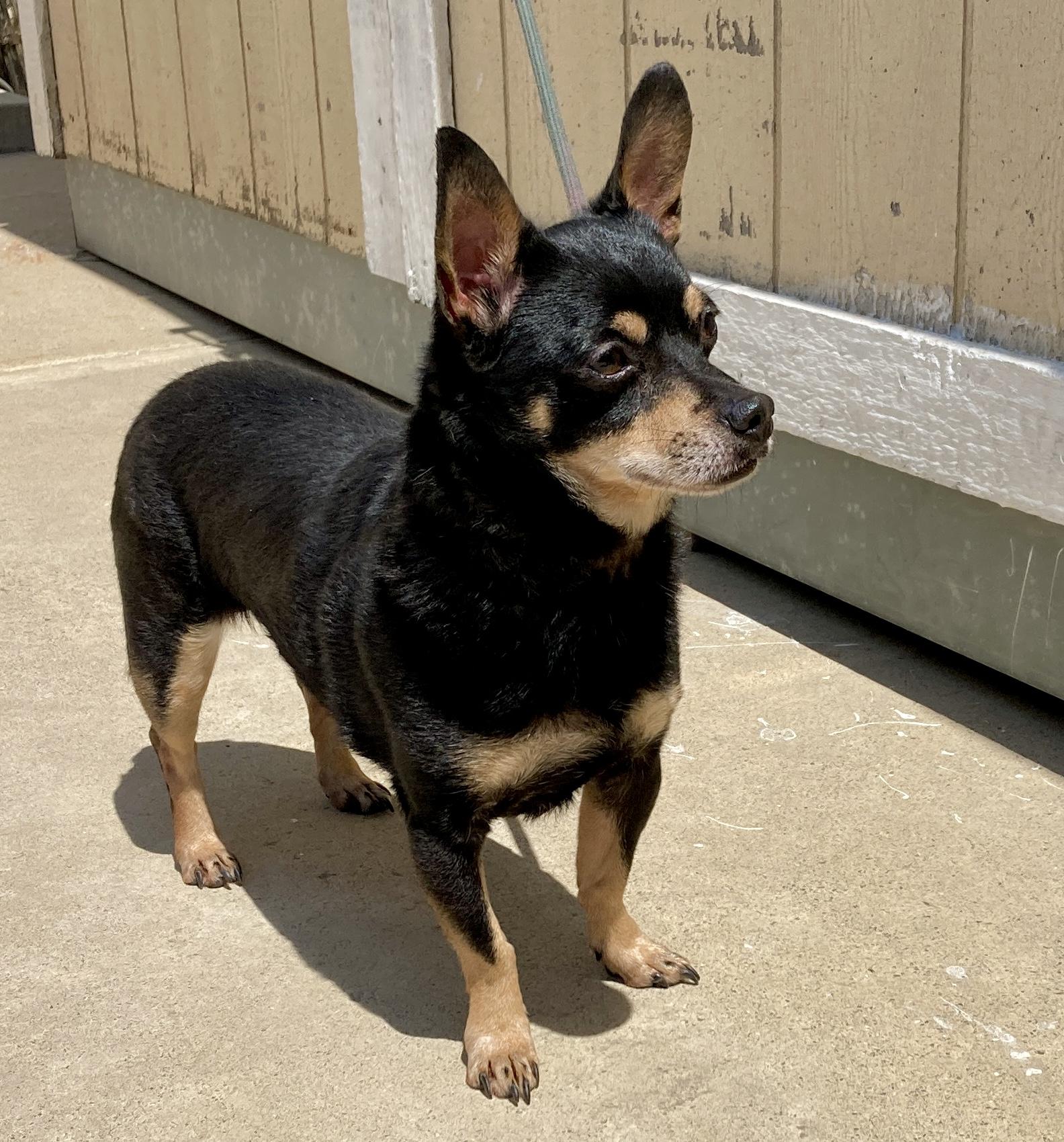 Enlarge Spike, a Adoptable mixed breed in Camp Pendleton, CA image 5/6