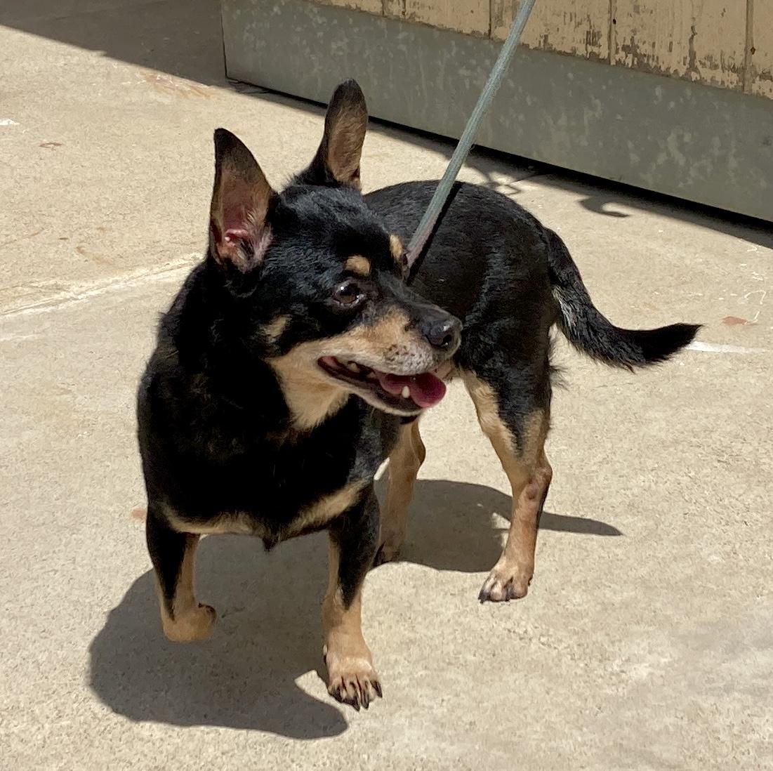 Enlarge Spike, a Adoptable mixed breed in Camp Pendleton, CA image 6/6