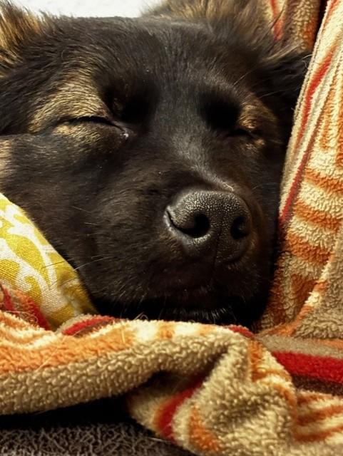 Enlarge Max-I25074, a ADOPTABLE mixed breed in Anoka, MN image 2/3