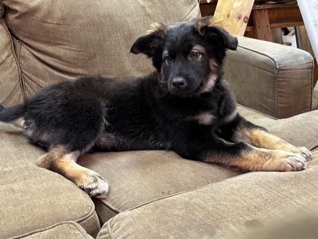 Max-I25074, ADOPTABLE, Young Male Shepherd.