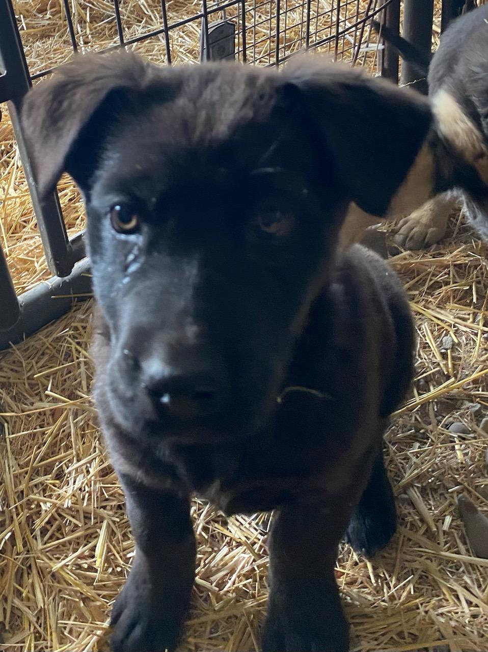 Enlarge Hondo, an adopted mixed breed in Polson, MT image 2/2