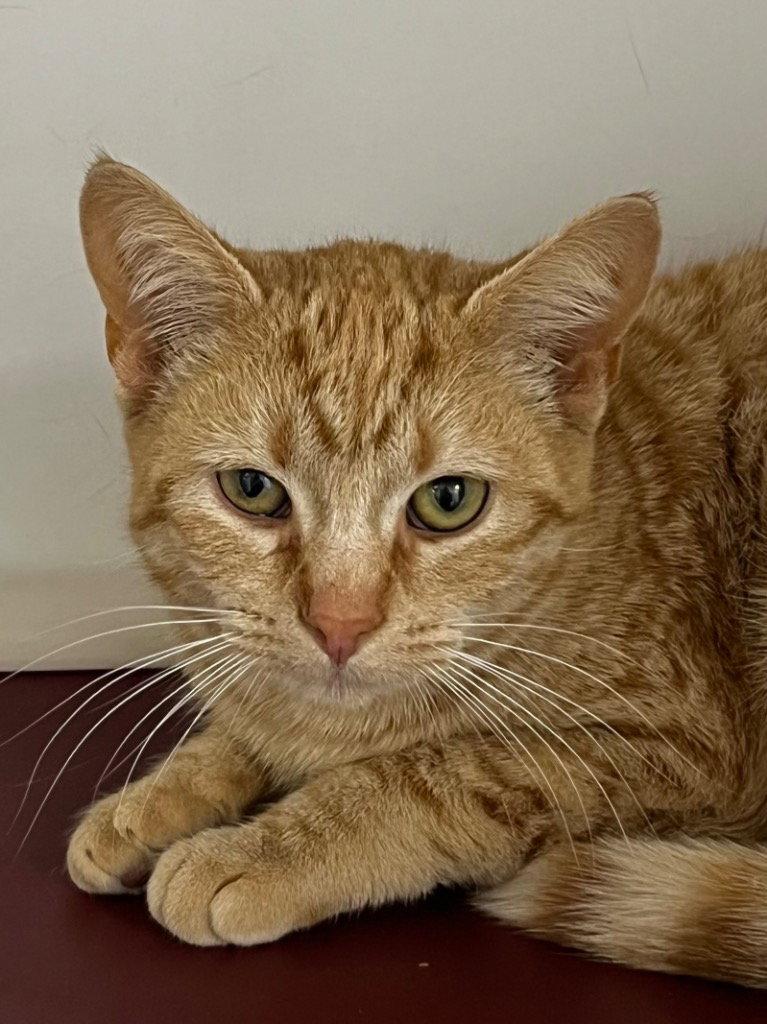 Enlarge 26-054 Meowchelle, a Adoptable Domestic Short Hair in Tarboro, NC image 1/1