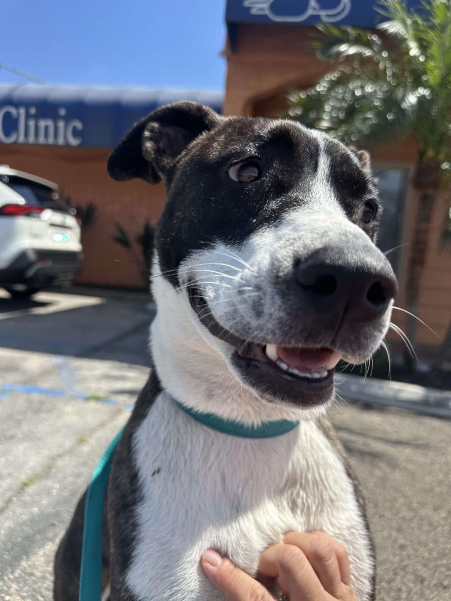 Enlarge LR - Baby Girl, a Adoptable mixed breed in San Diego, CA image 1/3