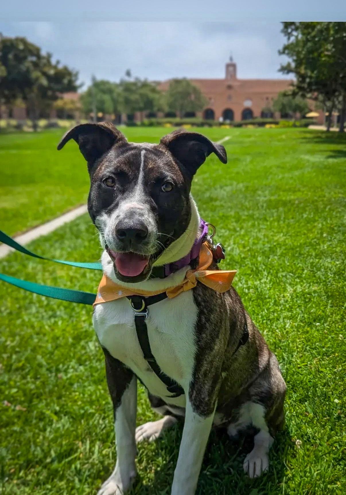 Enlarge LR - Baby Girl, a Adoptable mixed breed in San Diego, CA image 2/3