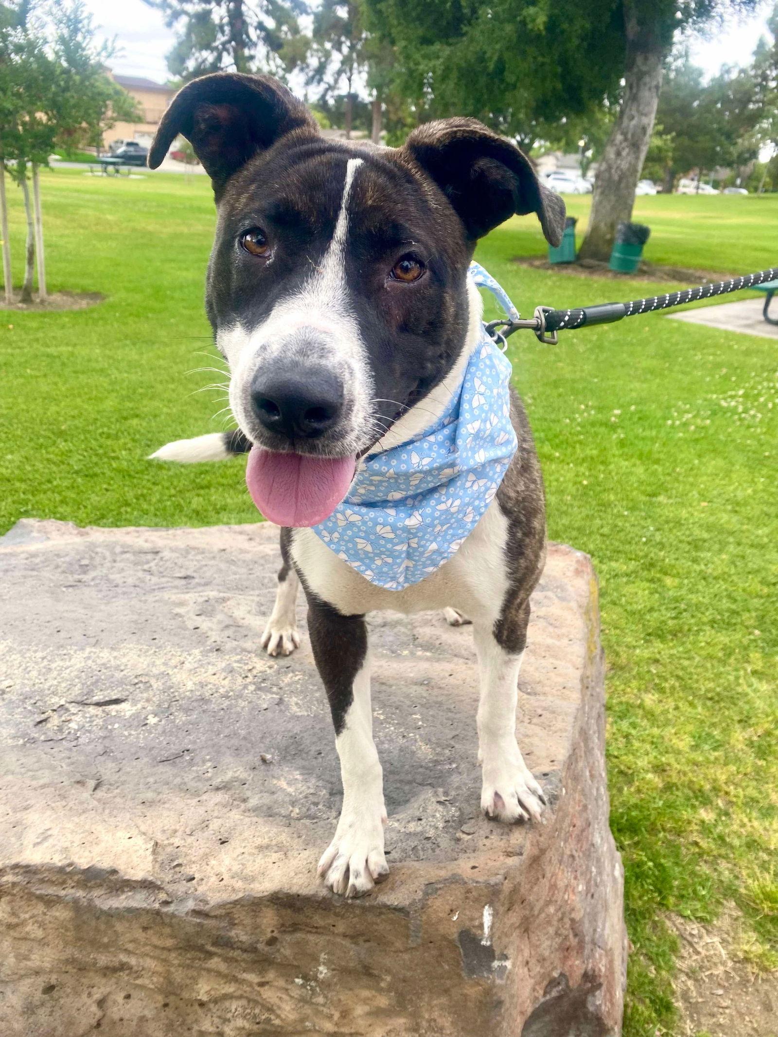 Enlarge LR - Baby Girl, a Adoptable mixed breed in San Diego, CA image 3/3