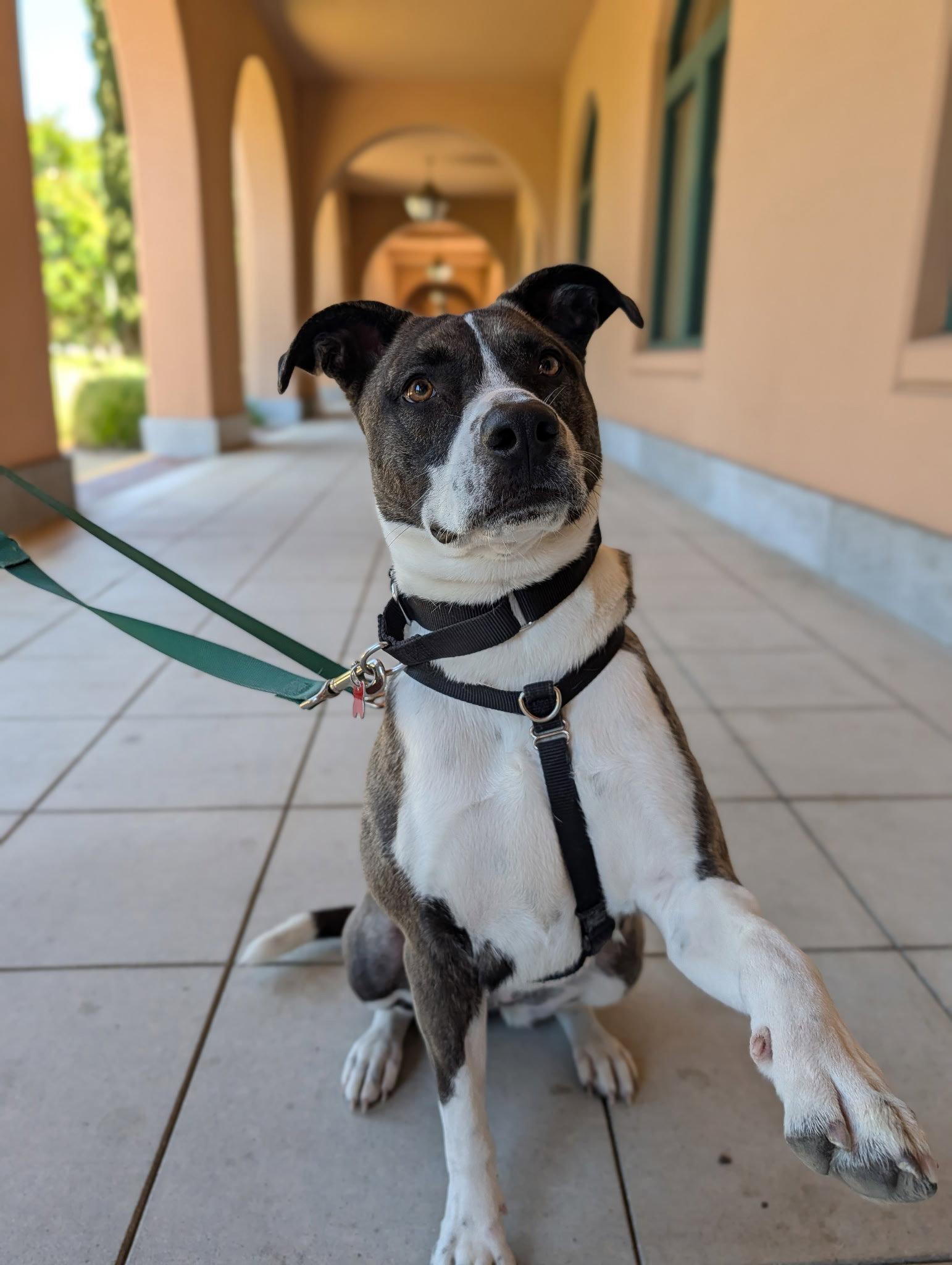 Babygirl, Adoptable, Young Female Labrador Retriever & Pit Bull Terrier.