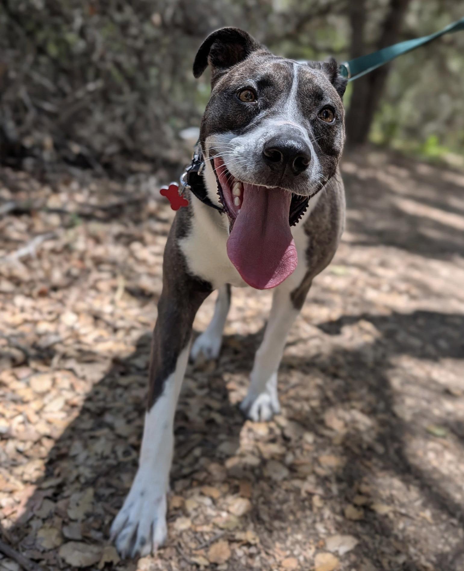 Enlarge Babygirl, a Adoptable mixed breed in San Diego, CA image 2/3