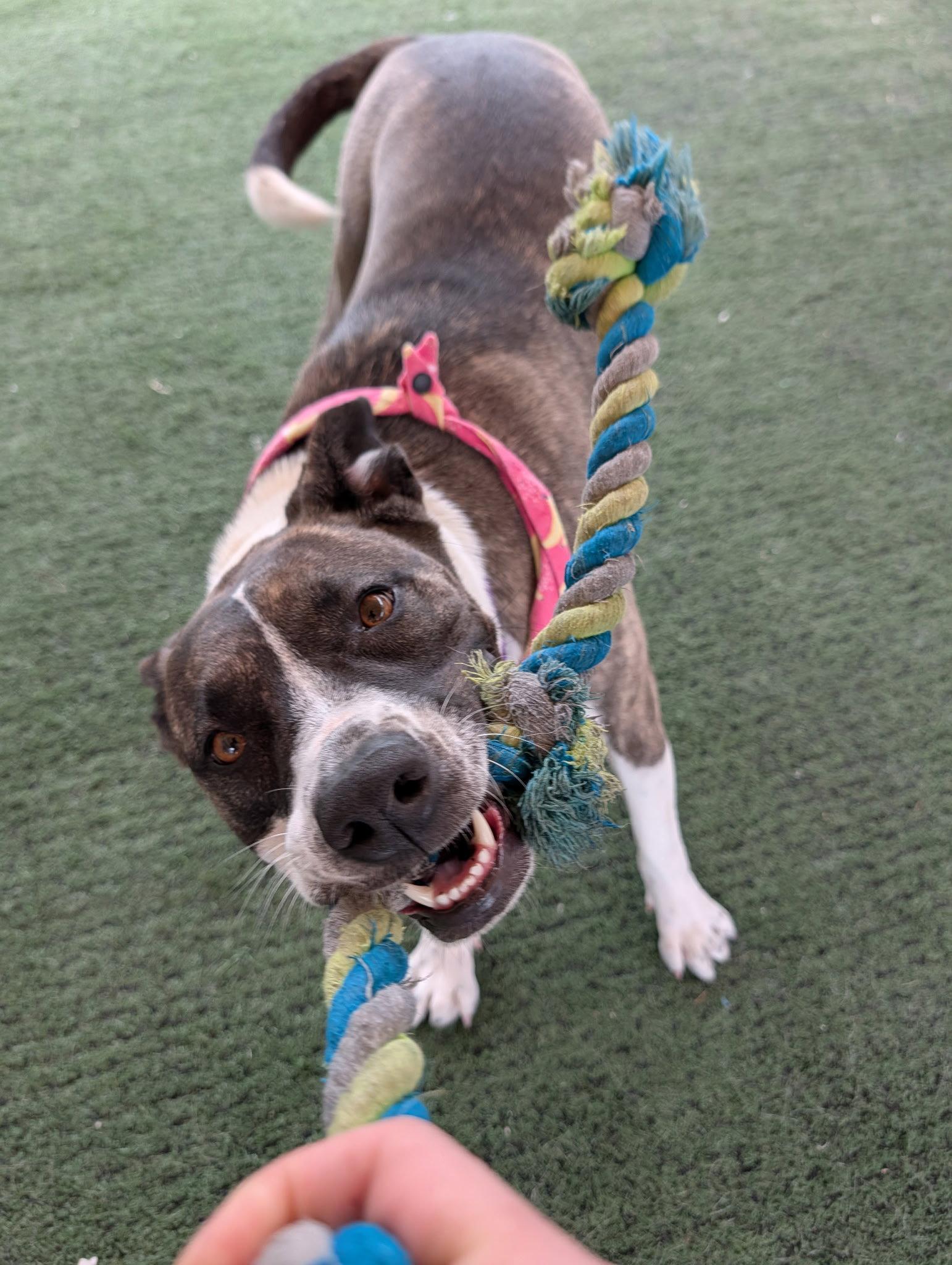 Enlarge Babygirl, a Adoptable mixed breed in San Diego, CA image 3/3