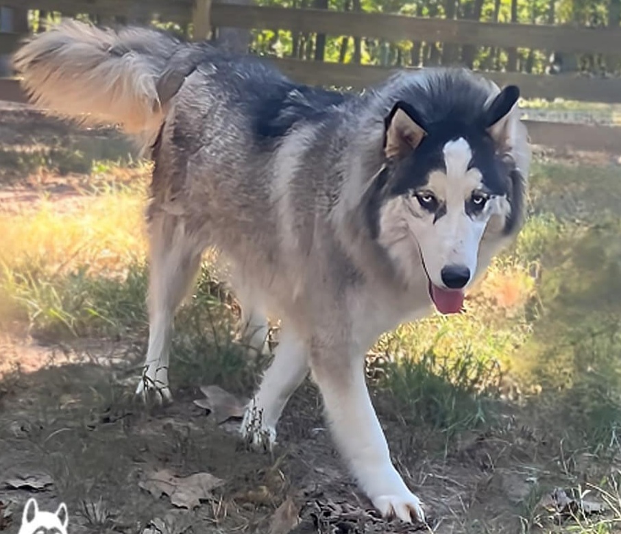Yukon, an adoptable Husky, Alaskan Malamute in St. James, MO, 65559 | Photo Image 3