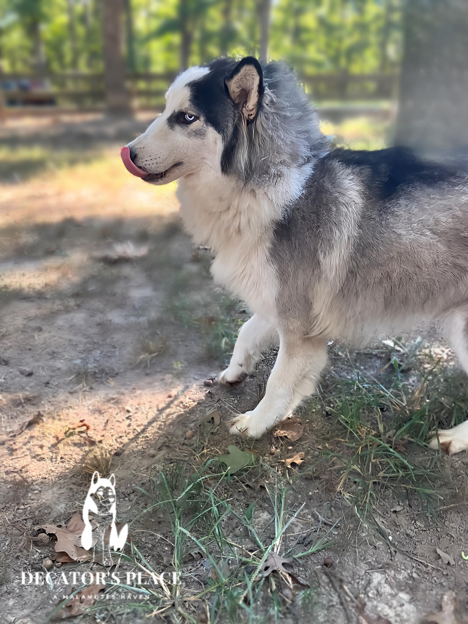 Yukon, an adoptable Husky, Alaskan Malamute in St. James, MO, 65559 | Photo Image 4
