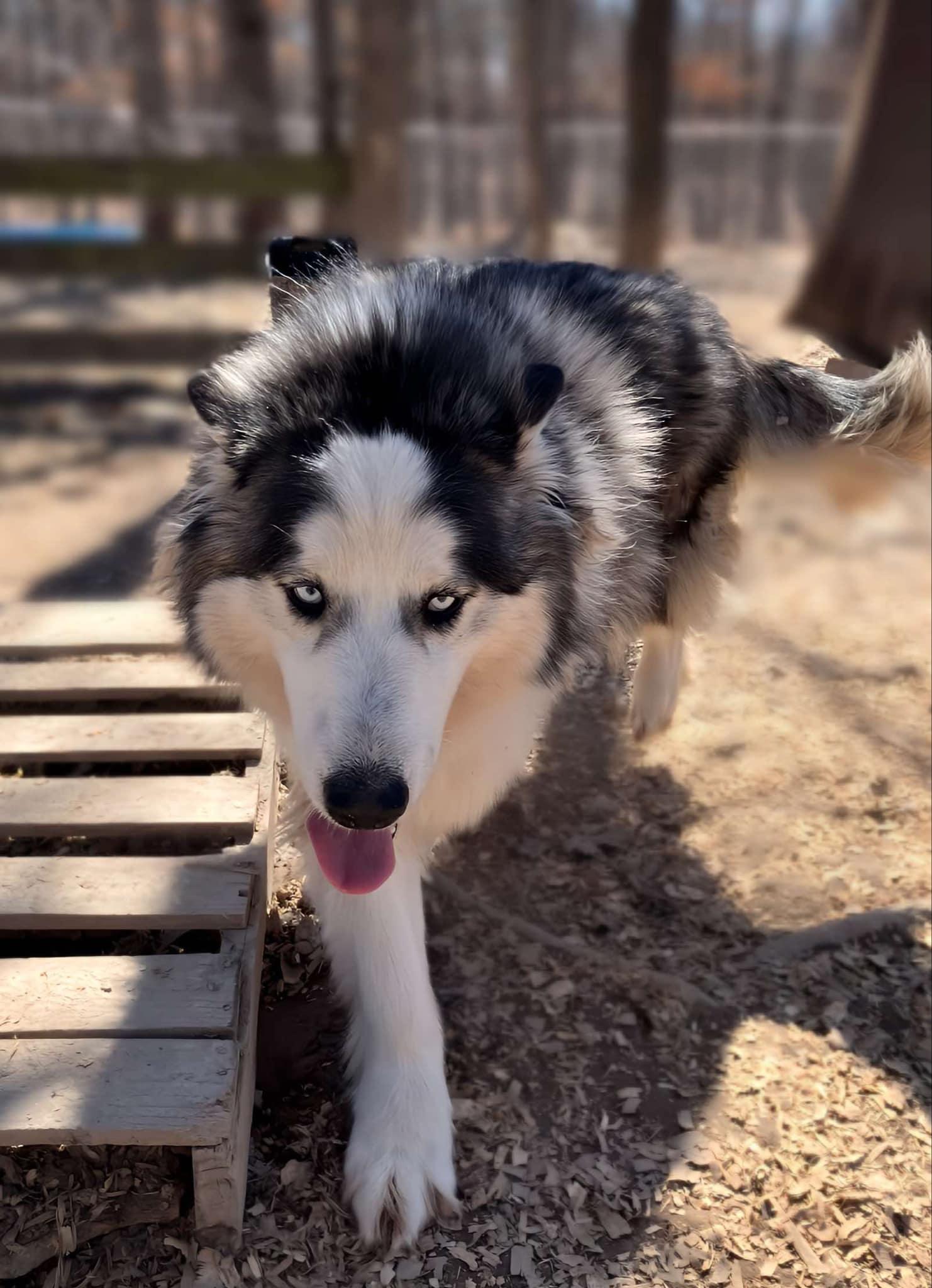 Yukon, an adoptable Husky, Alaskan Malamute in St. James, MO, 65559 | Photo Image 2