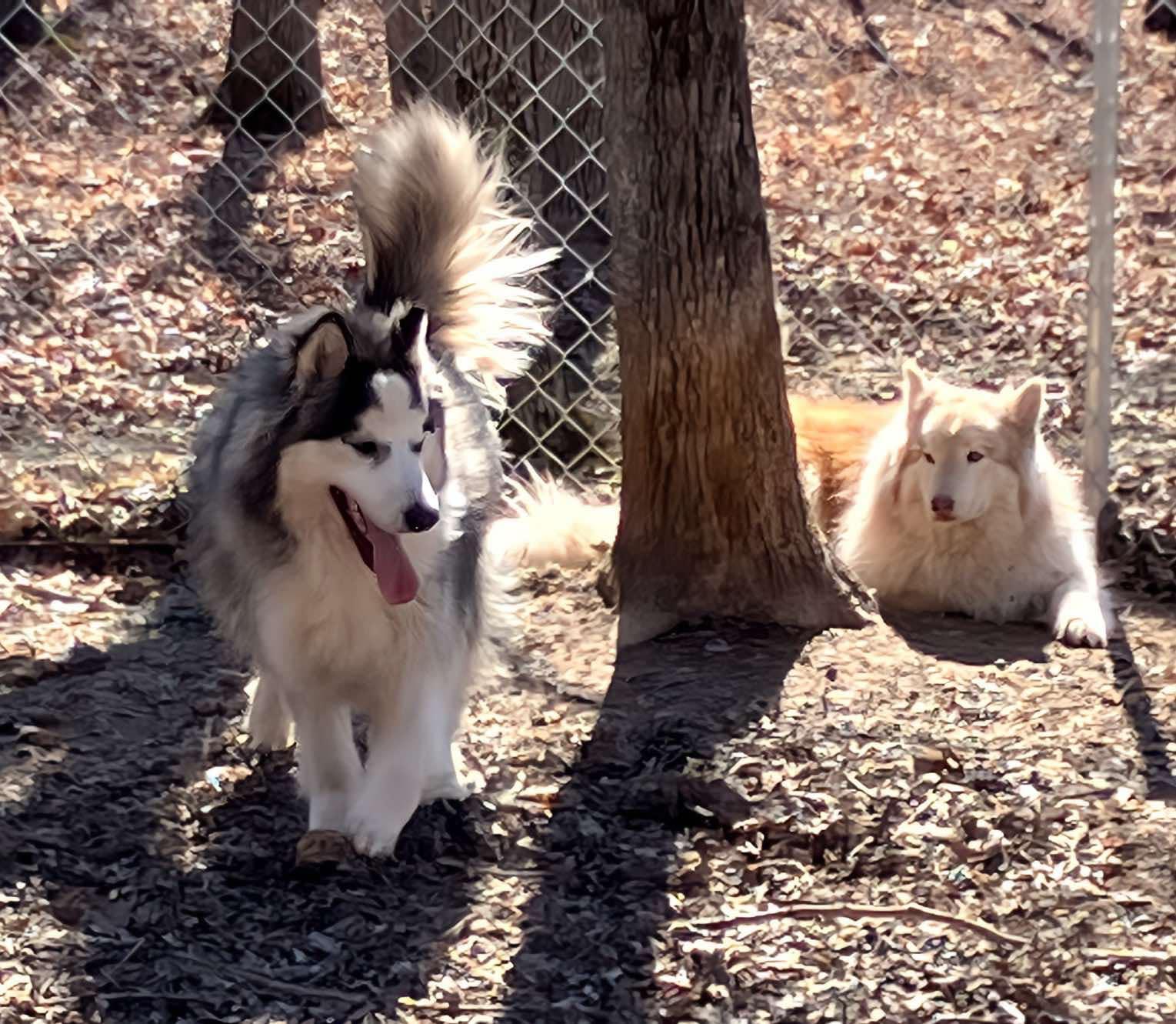 Yukon, Adoptable, Young Male Husky & Alaskan Malamute.