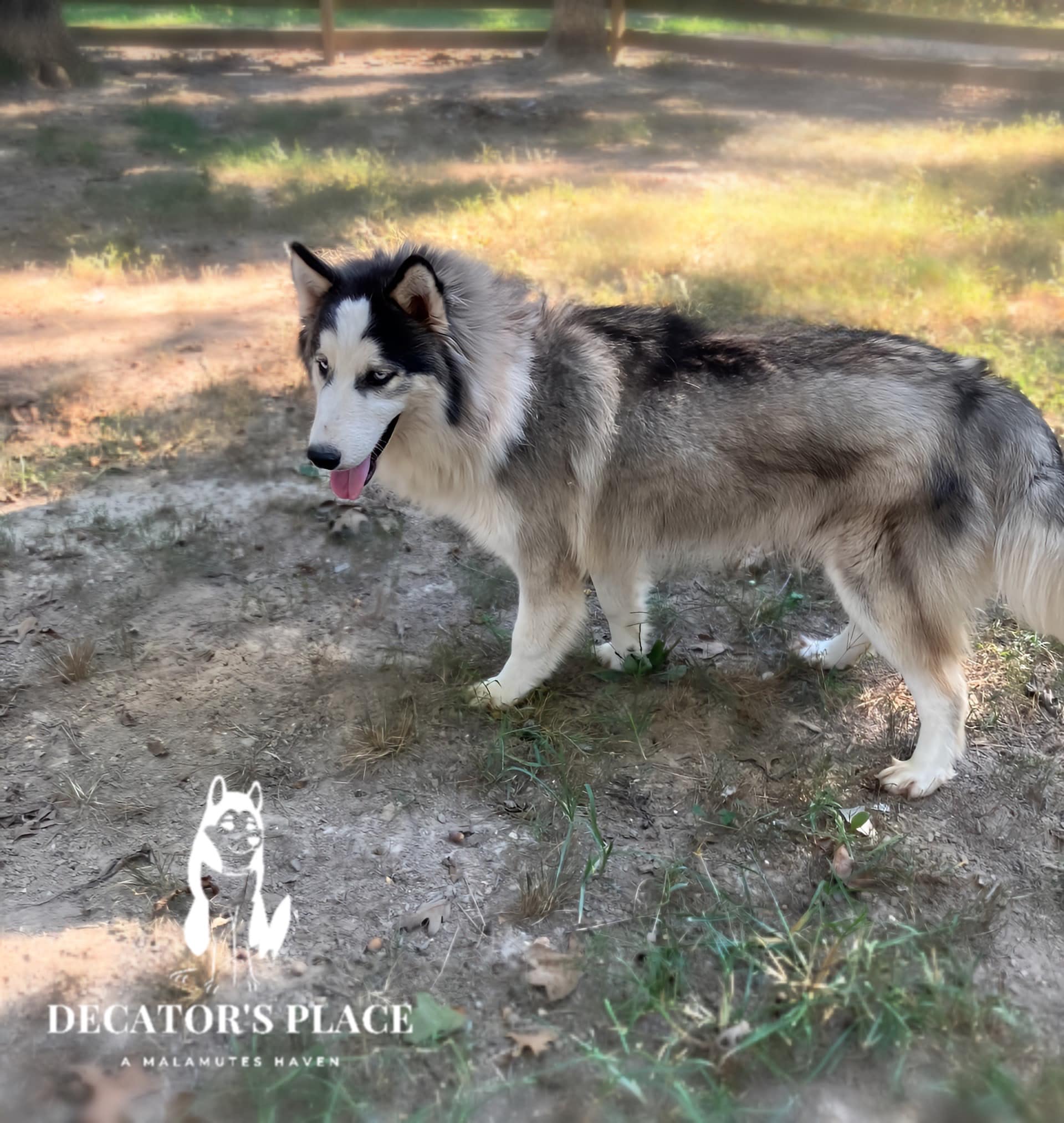 Yukon, an adoptable Husky, Alaskan Malamute in St. James, MO, 65559 | Photo Image 5