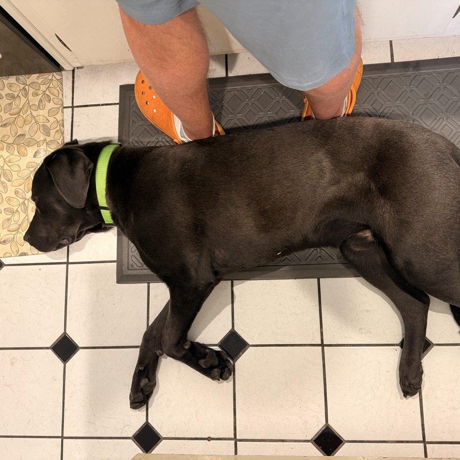 Enlarge Quicksilver "Q" , a ADOPTABLE mixed breed in San Francisco, CA image 3/4