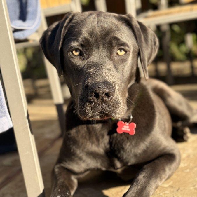 Enlarge Quicksilver "Q" , a ADOPTABLE mixed breed in San Francisco, CA image 1/4