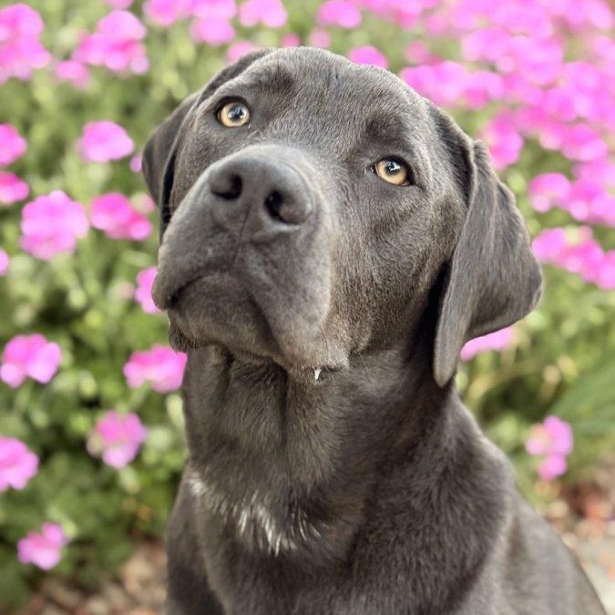 Enlarge Quicksilver "Q" , a ADOPTABLE mixed breed in San Francisco, CA image 4/4