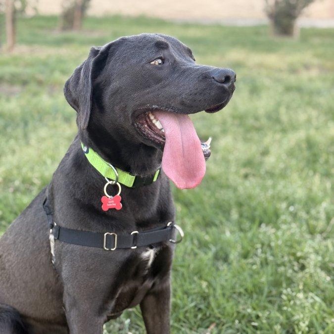 Enlarge Quicksilver "Q" , a ADOPTABLE mixed breed in San Francisco, CA image 2/4