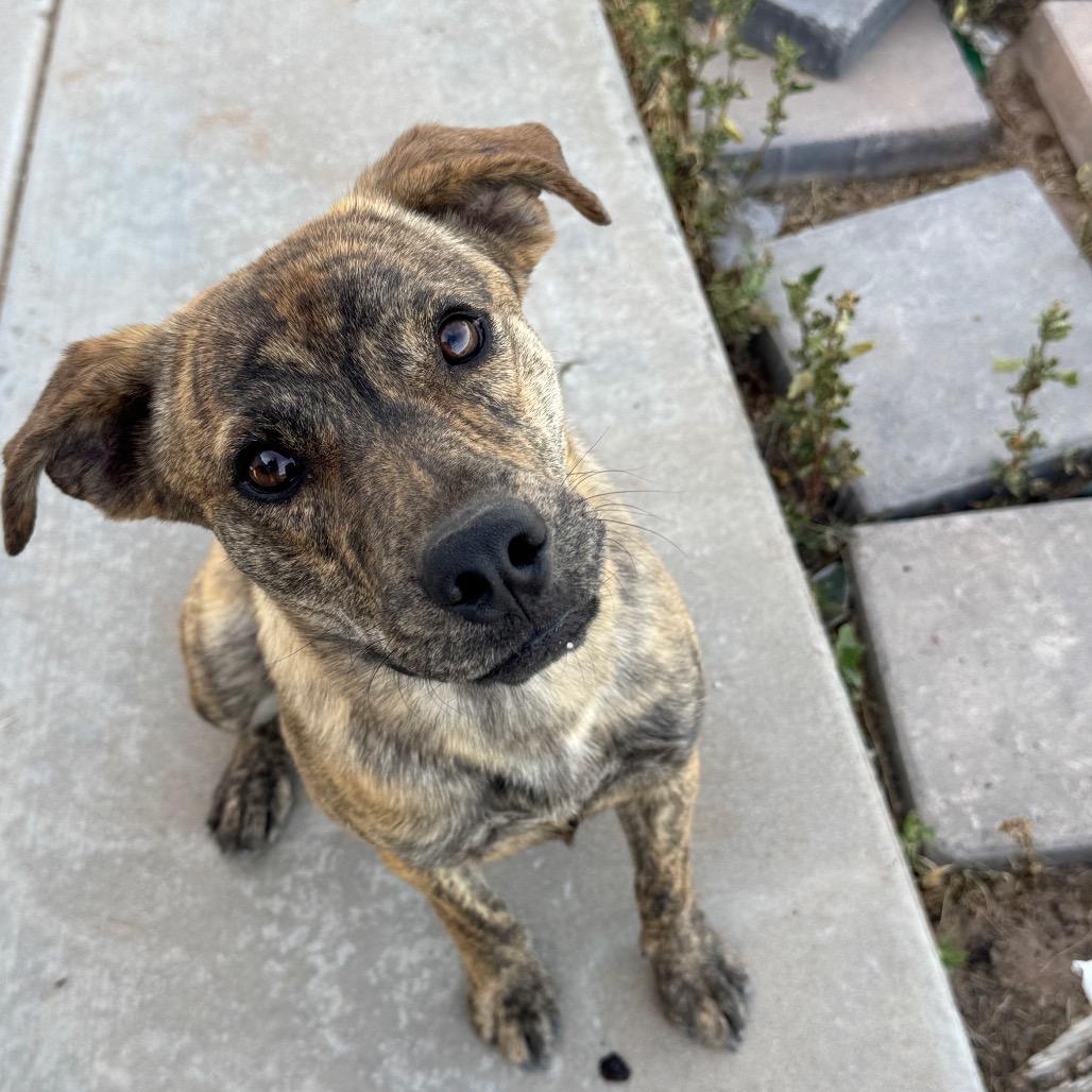Animal, Adoptable, Young Male Mixed Breed.