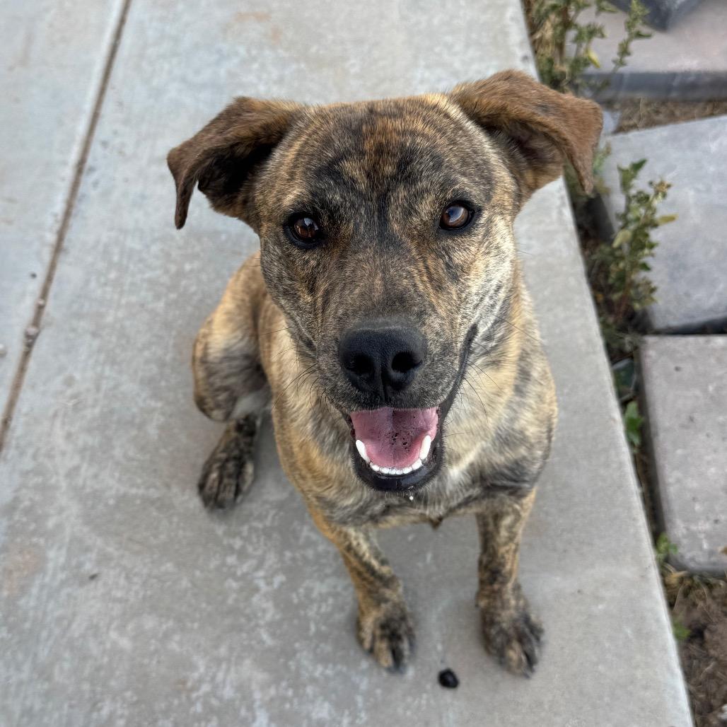 Animal, a Adoptable Mixed Breed in Tonopah, AZ image 2/2