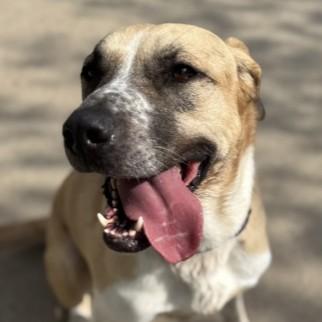 Enlarge Oakley, an adoptable Mixed Breed in Rapid City, SD image 2/6