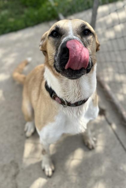 Enlarge Oakley, an adoptable Mixed Breed in Rapid City, SD image 5/6