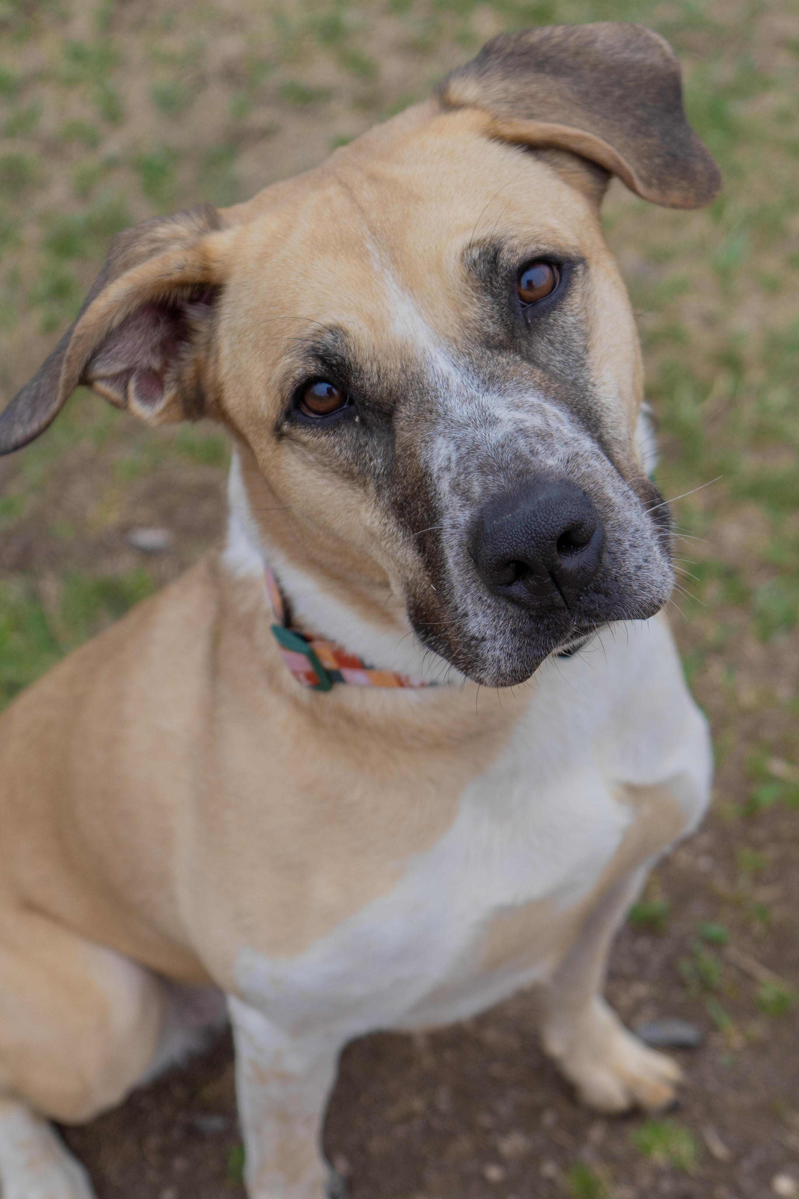 Enlarge Oakley, an adoptable Mixed Breed in Rapid City, SD image 6/6