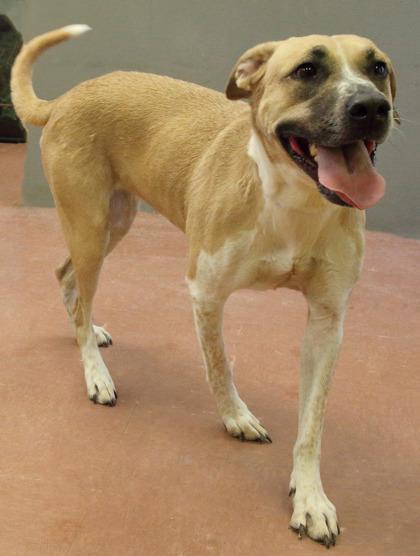 Enlarge Oakley, an adoptable Mixed Breed in Rapid City, SD image 3/6