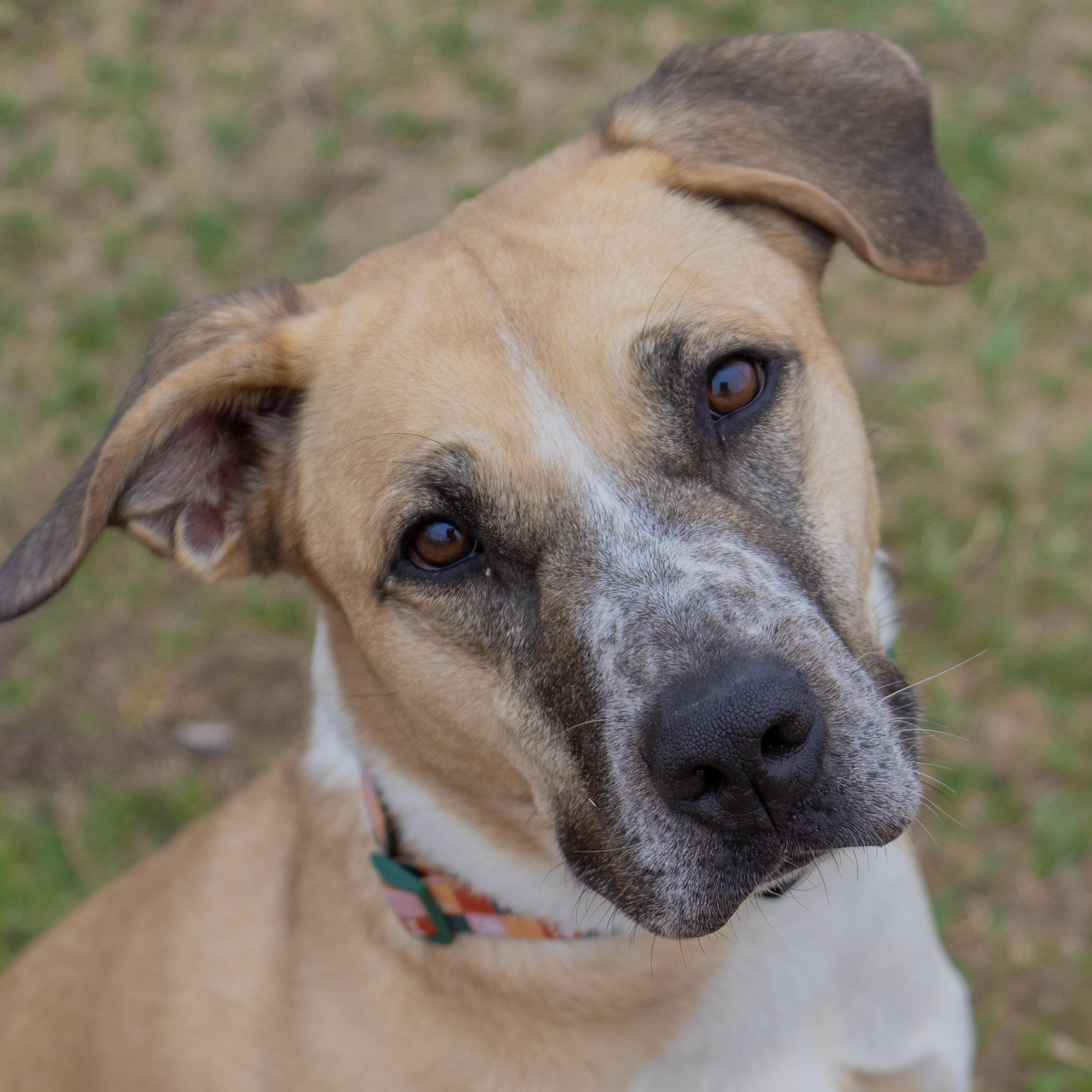 Oakley, adoptable, Adult Female Mixed Breed.