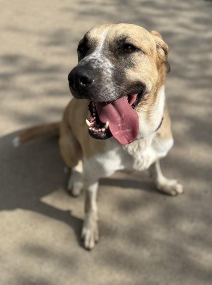 Enlarge Oakley, an adoptable Mixed Breed in Rapid City, SD image 4/6
